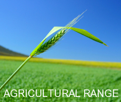 Image of Farmer inspecting Canola Field
